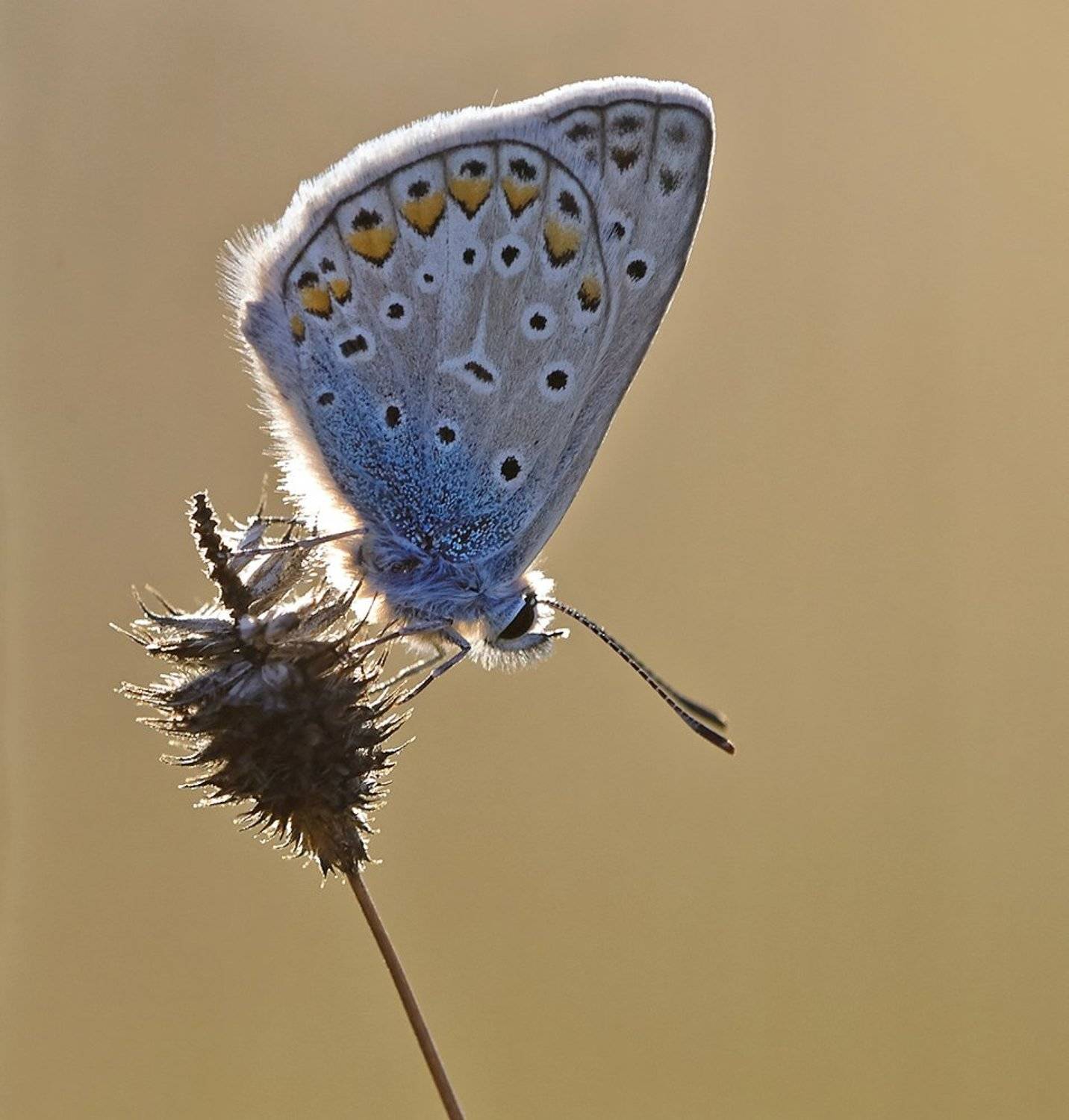 ***. Автор: Alexey Gnilenkov бабочка, голубянка, макро, Alexey Gnilenkov