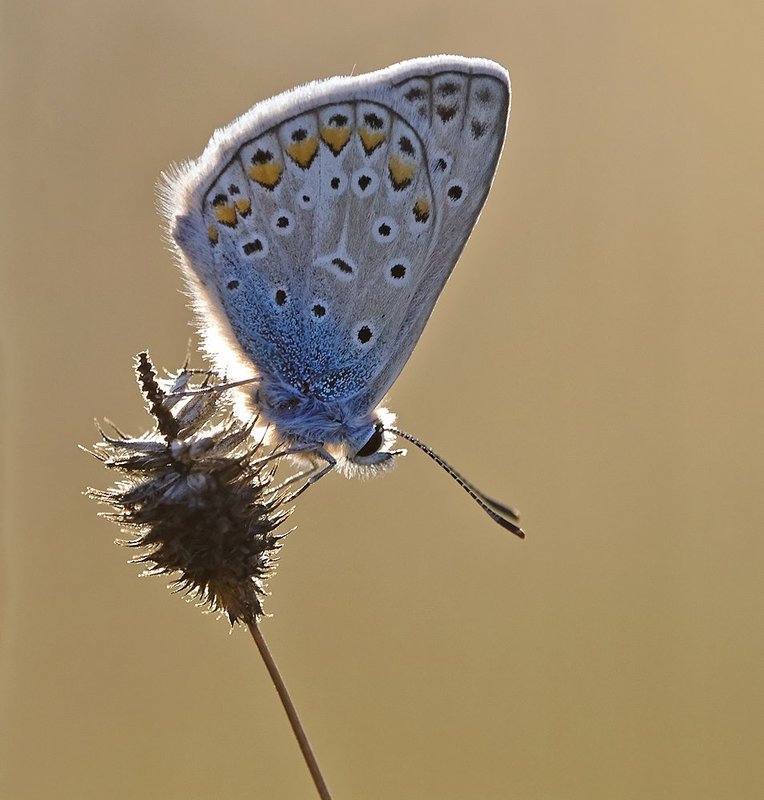 бабочка, голубянка, макро ***photo preview