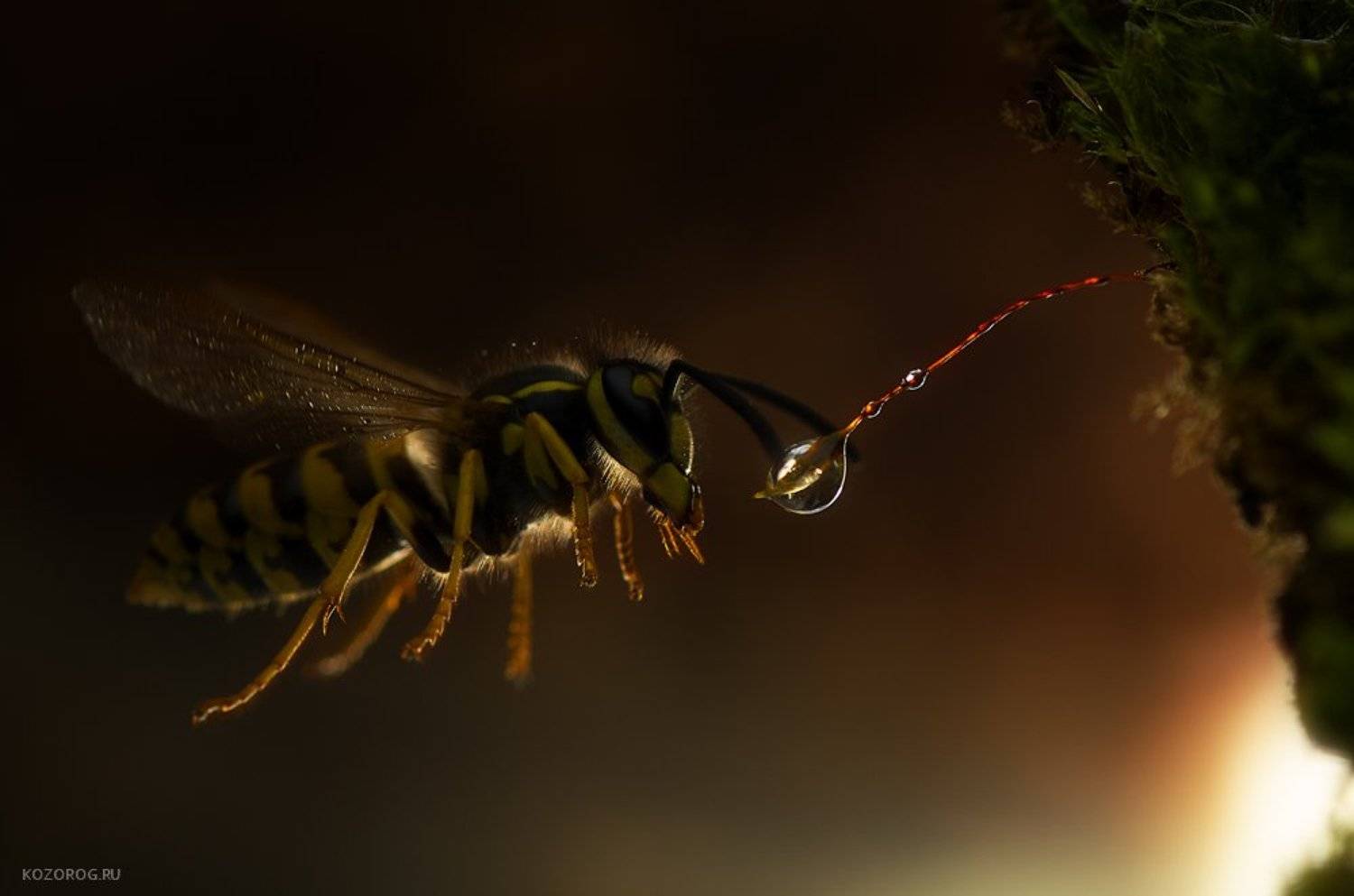 Моя сказка. Автор: Ирина Козорог , Ирина Козорог