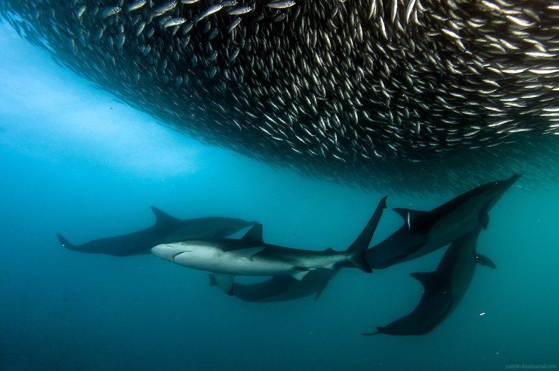 breakfast at psjphoto preview