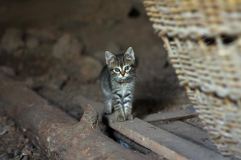 ребята с нашего двораphoto preview