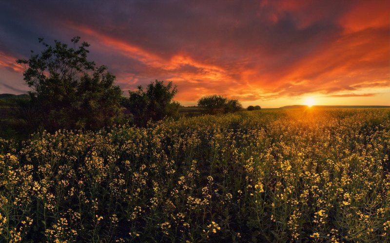 лето, закат, рапс Вечерняя РАПСодияphoto preview