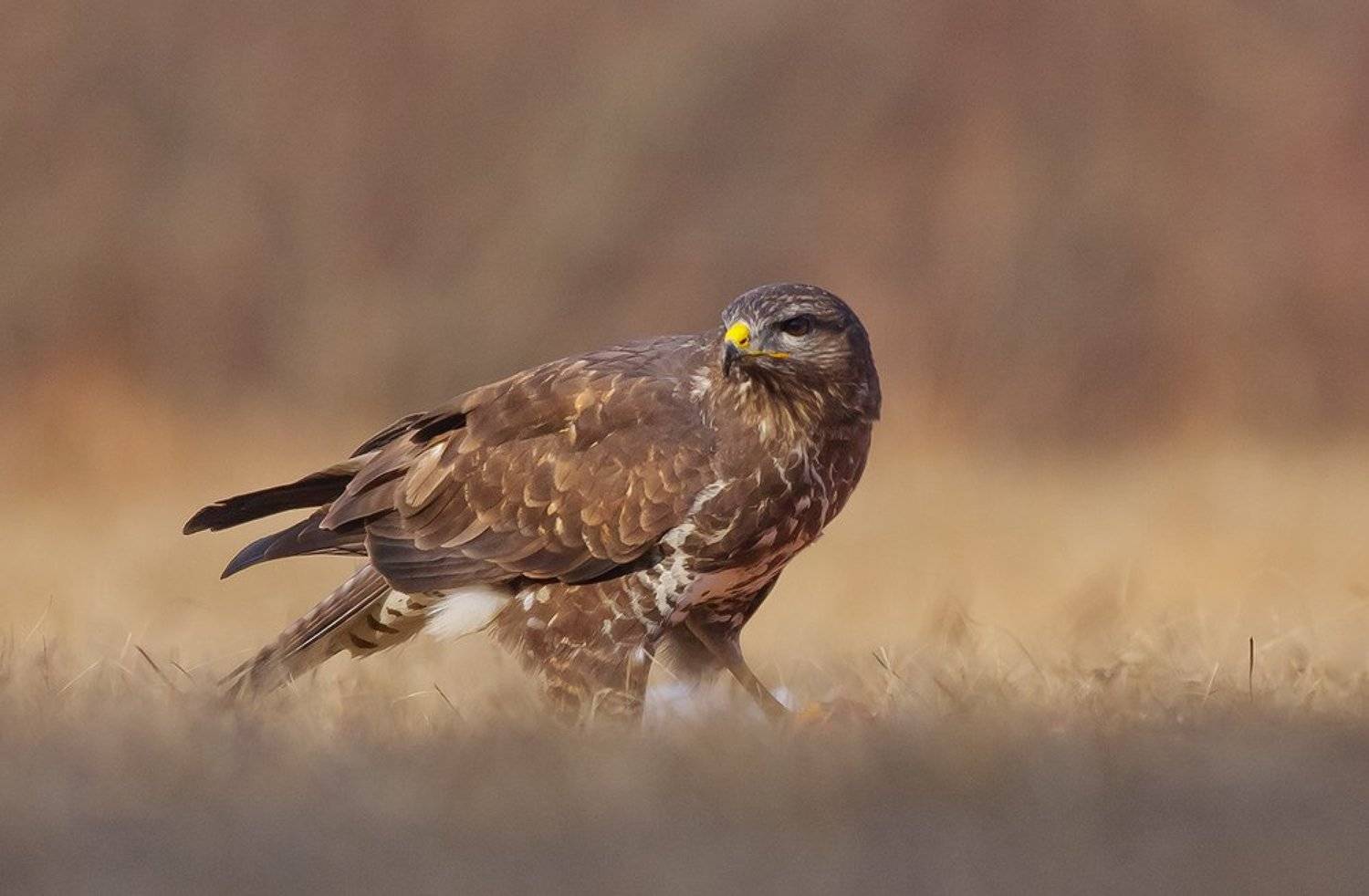 , Стефан Дянков