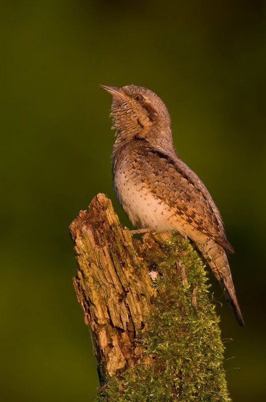 Eurasian Wryneckphoto preview