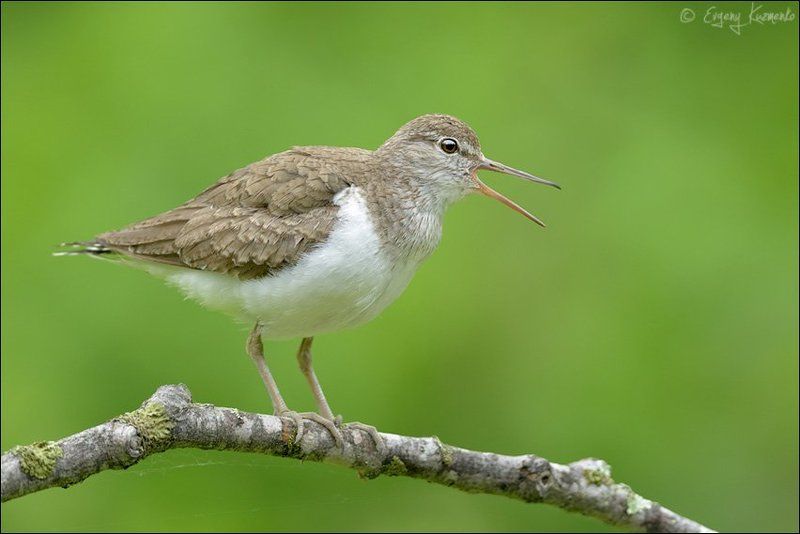 Перевозчик на присадеphoto preview