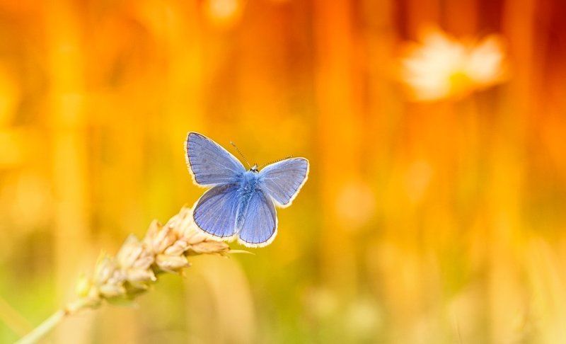 Лето...photo preview