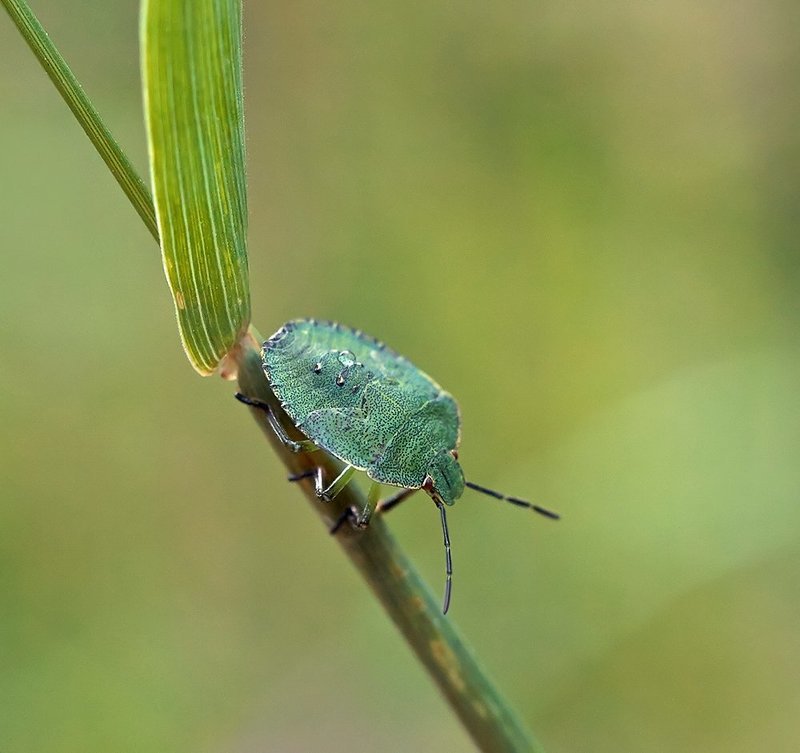Водовозphoto preview