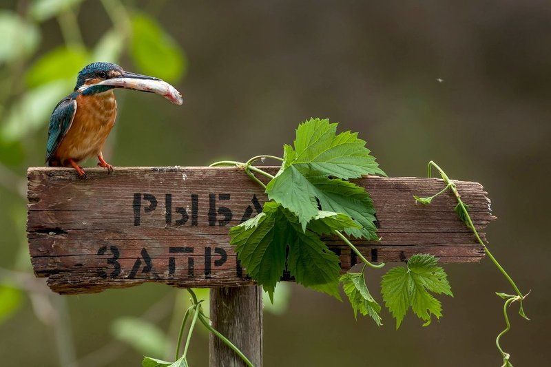 зимородок, Зимородок с добычей, Зимородок с рыбкой, На табличке, рыбалка запрещена, Саров, Фотограф, Фотоохота Закон жизниphoto preview