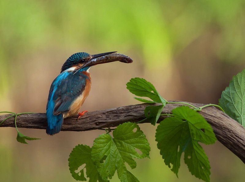 Рыбацкое счастье.photo preview