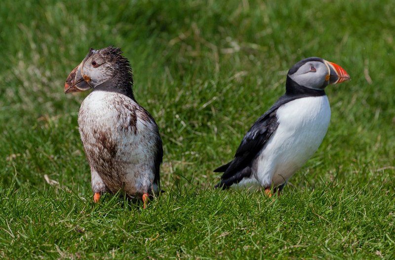atlantic, f?royar, faroe islands, mykines, puffin, мичинес, тупик, фарерские острова Puffinsphoto preview