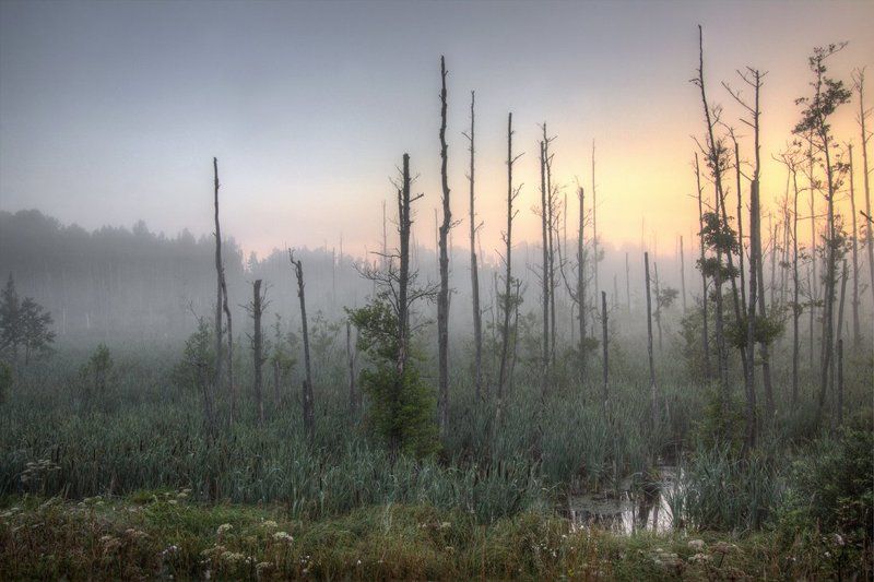Утро на болоте...photo preview
