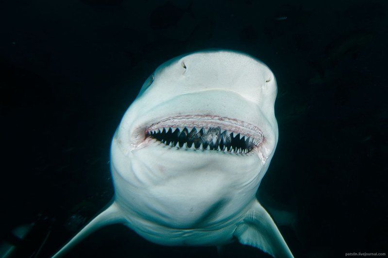 Акула, Улыбка, Фиджи avatarphoto preview