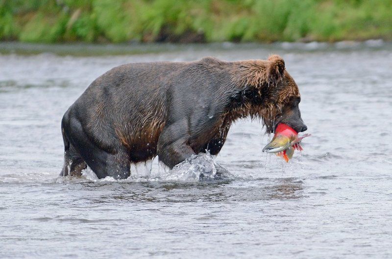 С рыбалкиphoto preview