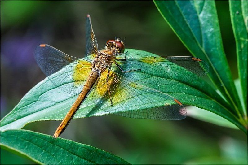 Устройство стрекозыphoto preview