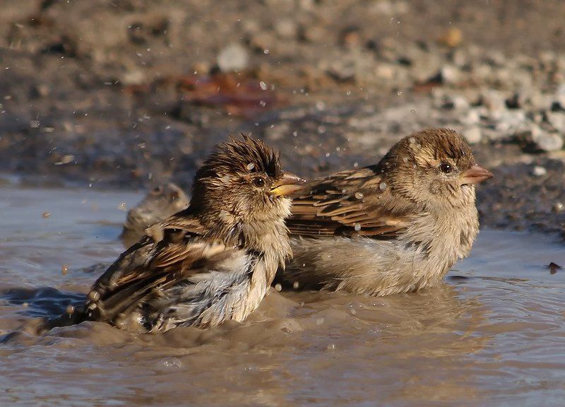 *** фото превью