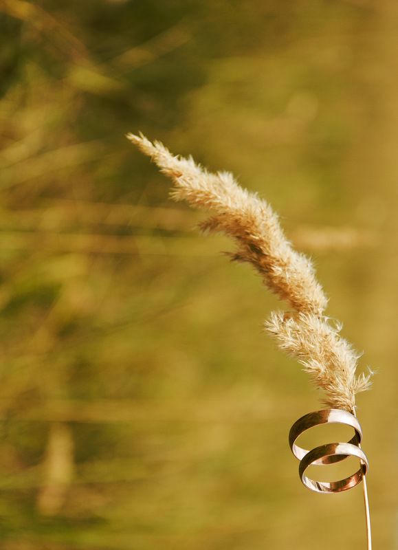 Золото, Колос, Кольцо, Луг, Поле Золотоphoto preview