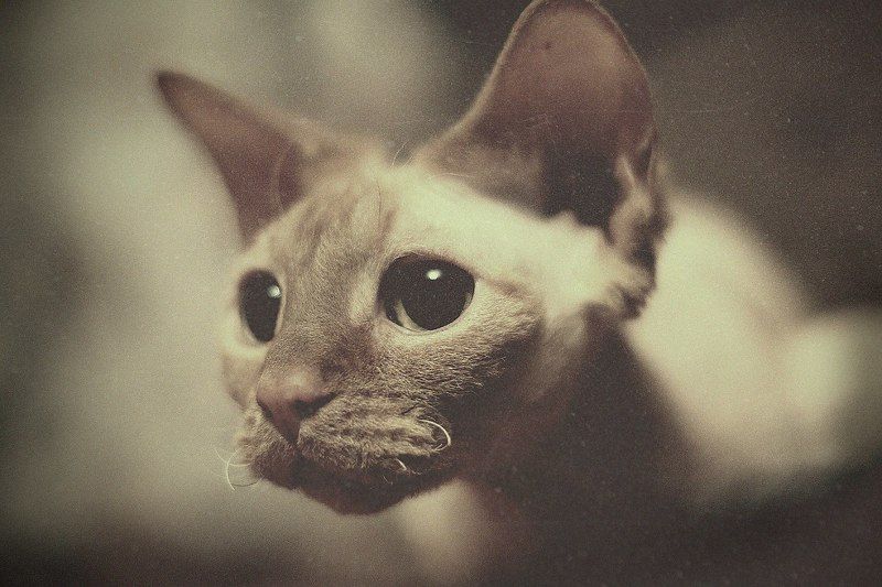 Кошка КоКо\'шкаphoto preview