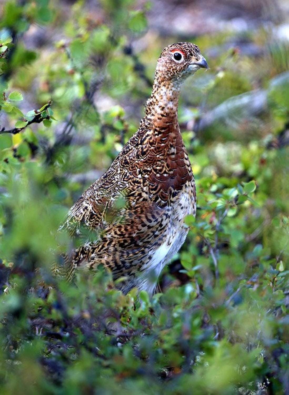Куропач. Автор: Солодухин Виктор , Солодухин Виктор