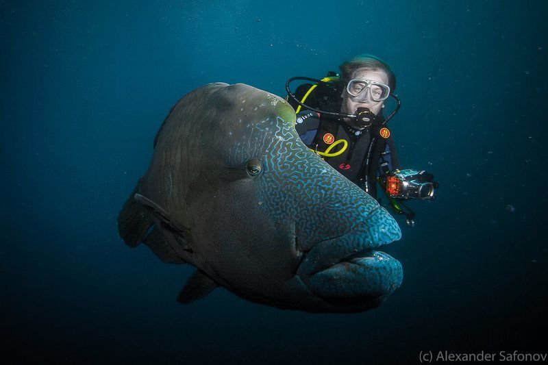 buddiesphoto preview