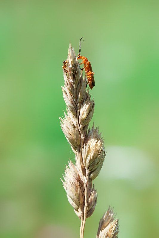 Жук, Макро, Муравей, Природа Ацкий сотона или *Ну кто там еще?*photo preview