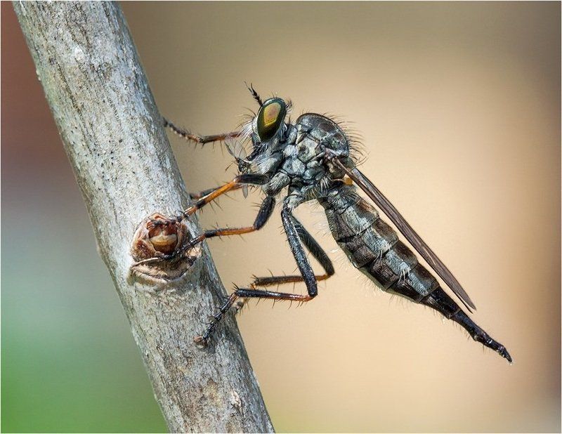 Ктырь обедаетphoto preview