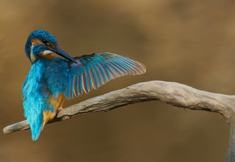 Зимородок, Саров, Фотограф Воооот такую рыбу вчера поймал!photo preview