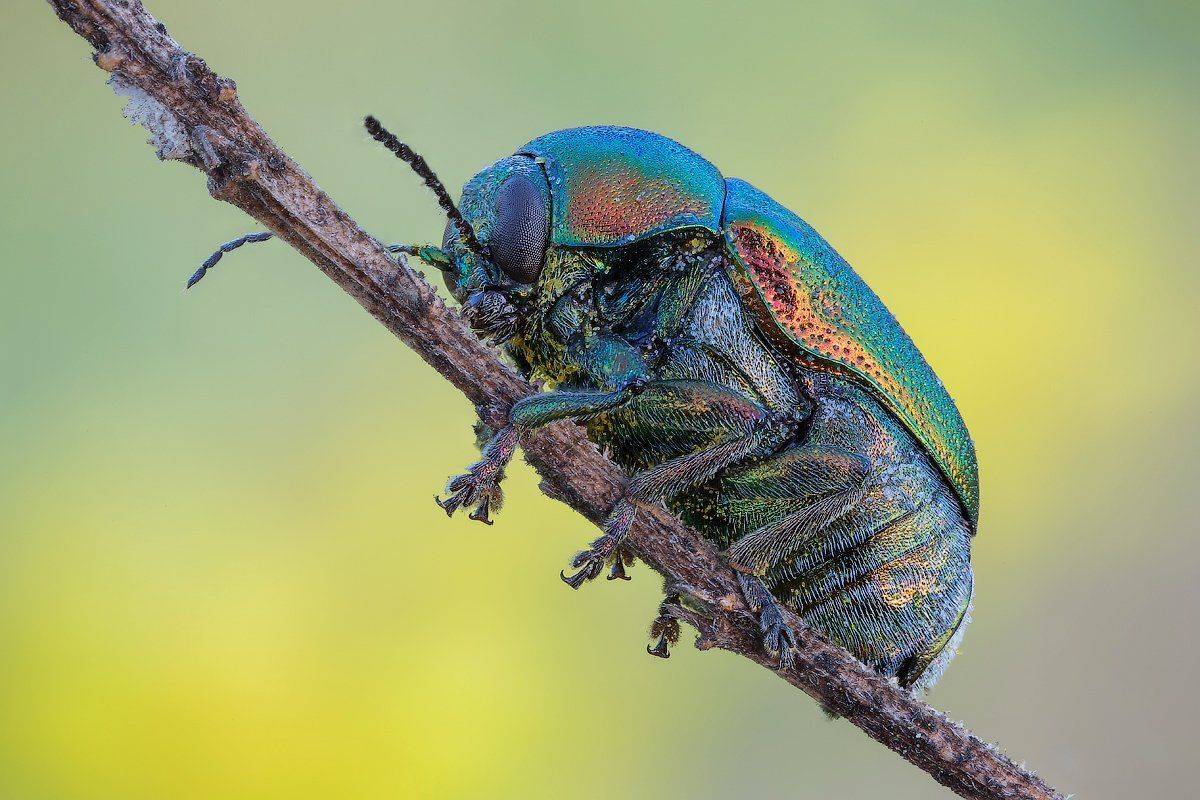 Жучок. Автор: Вадим Ходаковский , Вадим Ходаковский