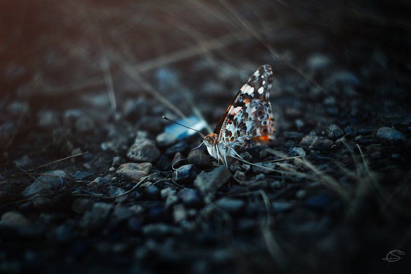 Репейницаphoto preview