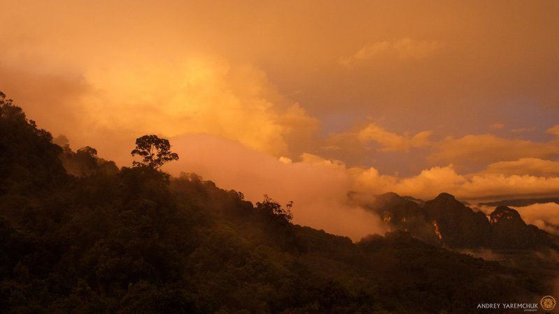 rain forestphoto preview