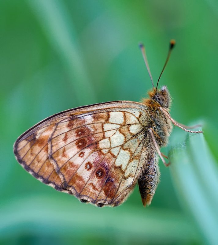 closeup, macro, макро, насекомое, шашечница Шашечницаphoto preview