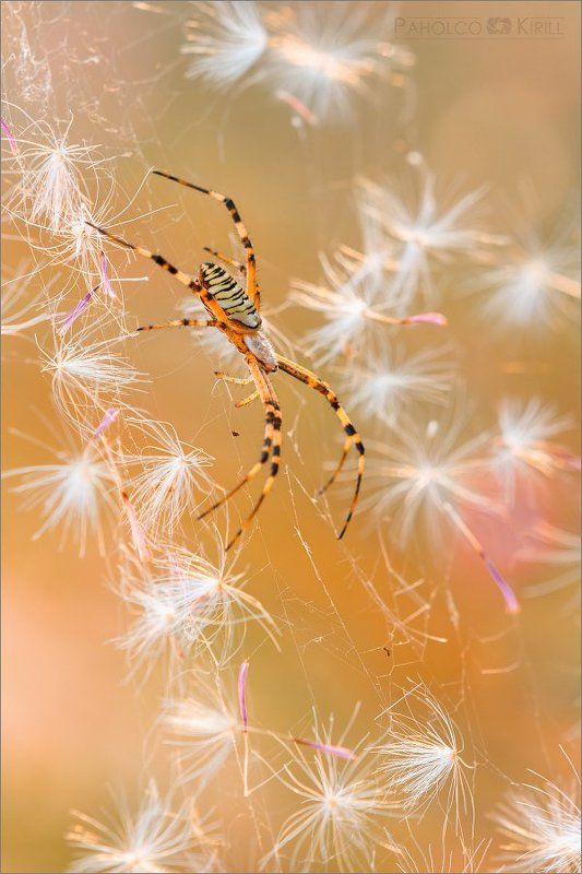 Полосатыйphoto preview