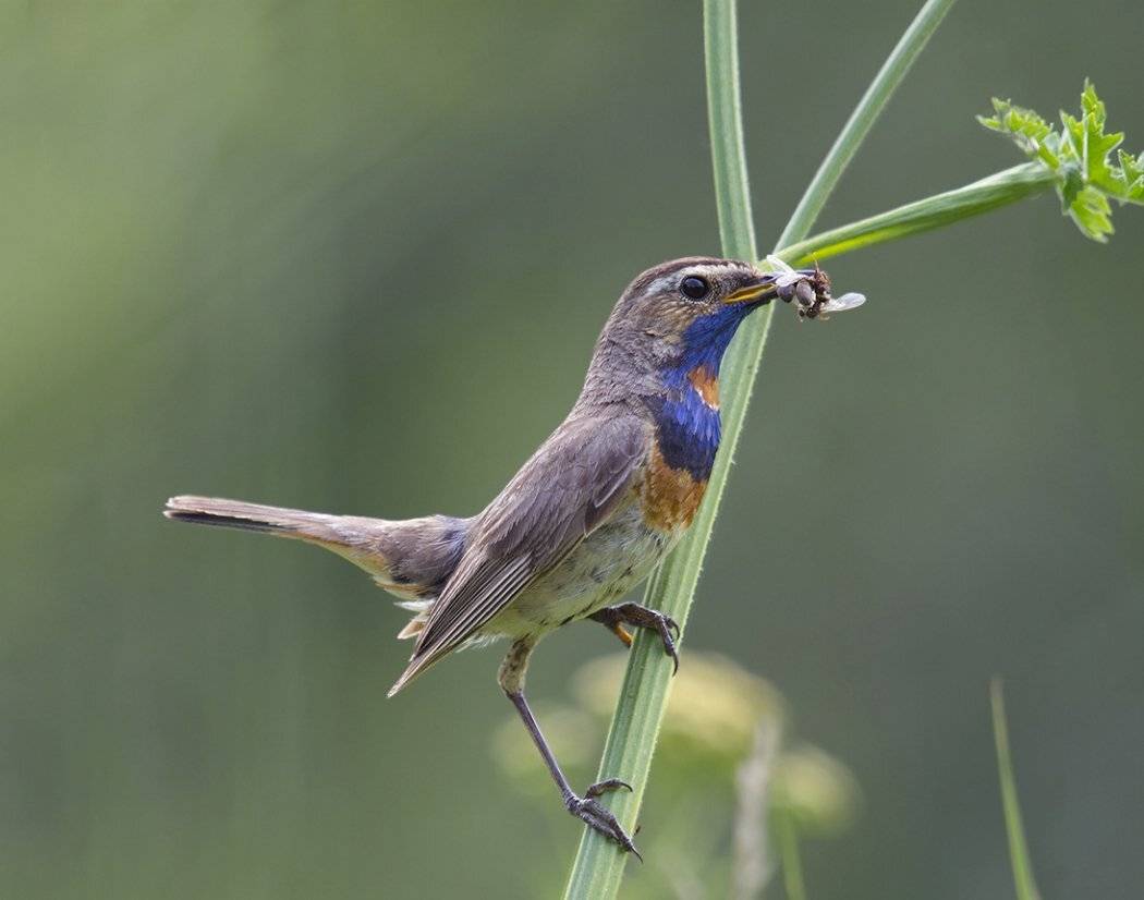 Кушать подано!. Автор: Сергей Волков , Сергей Волков