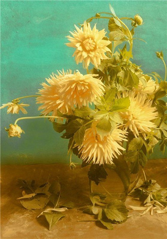 Георгиныphoto preview