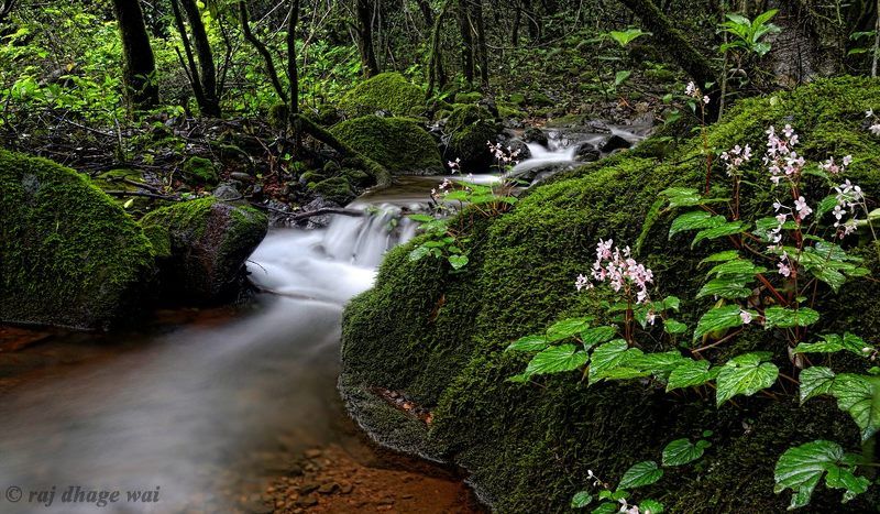 Jambhali naturephoto preview