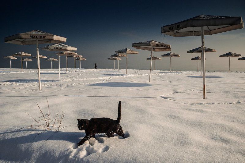 Одесса Кот пришёл загорать , но не вписался в сезонphoto preview