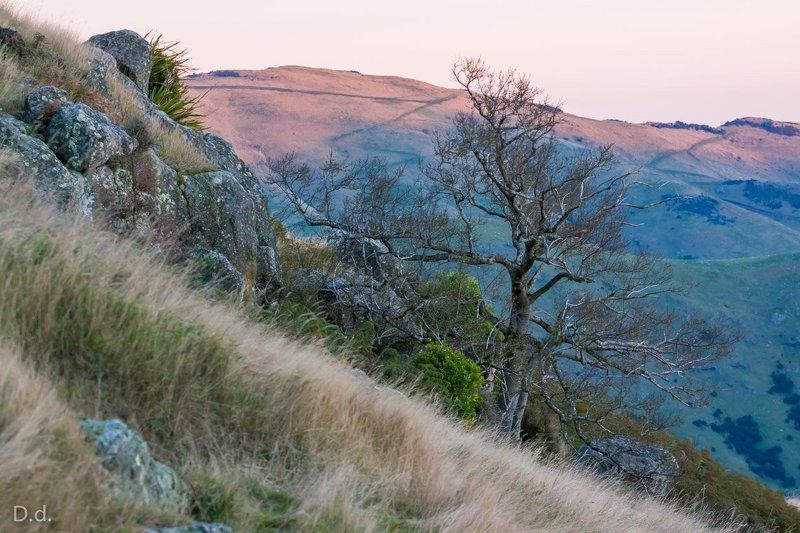 Gentle evening lightphoto preview