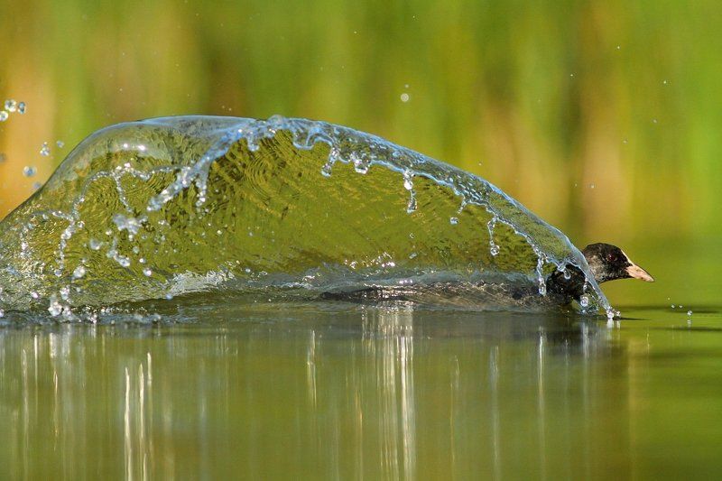 Fulica atraphoto preview