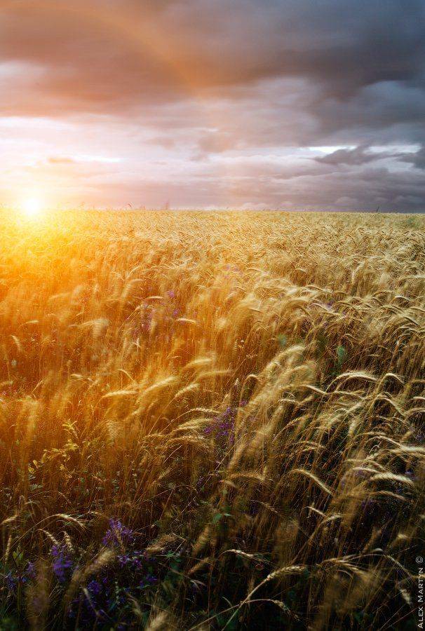 ***. Автор: Alexander Martynov , Alexander Martynov