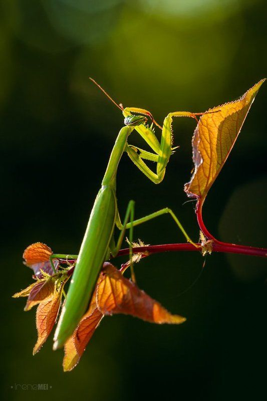 Animals, Green, Insects, Macro, Mantis, Nature, Religiosa, Богомол Свет мой, Зеркальце, скажи...photo preview
