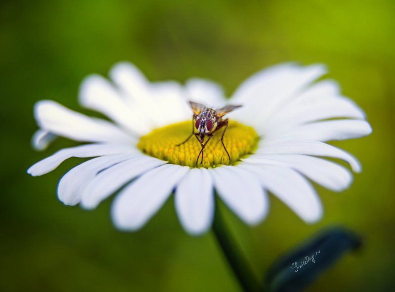 Мое первое макро!photo preview