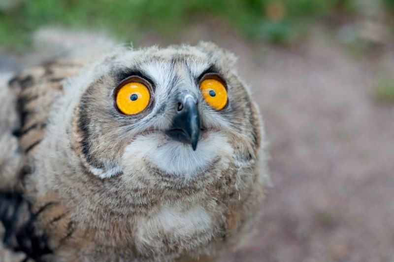 Эти глаза напротив...photo preview