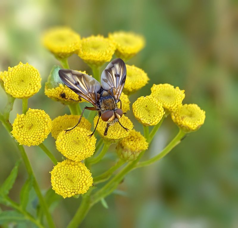 Барабанщик...photo preview
