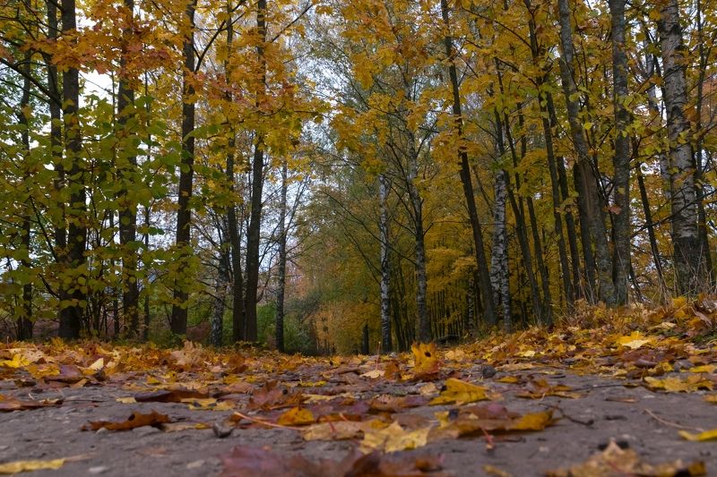 Изборск, Псков, осень, листья, природа, деревня Осеньphoto preview