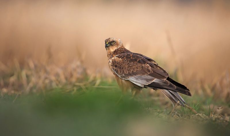 błotniak błotniak stawowyphoto preview