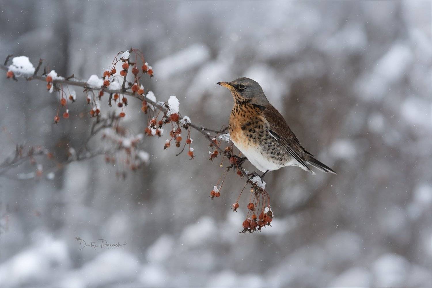 Роскошный завтрак. Автор: Дмитрий Посевич природа, лес, поля, огороды, животные, птицы, макро, Дмитрий Посевич