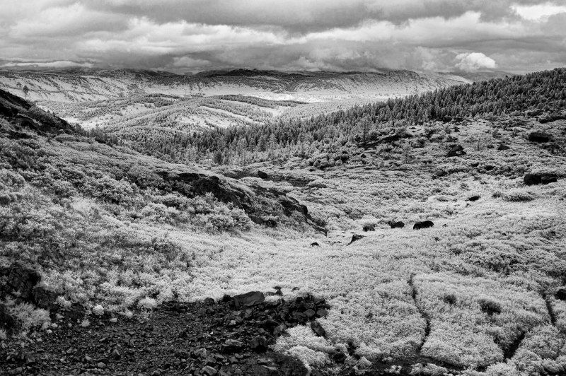 Алтай На склоне горы Красной.photo preview