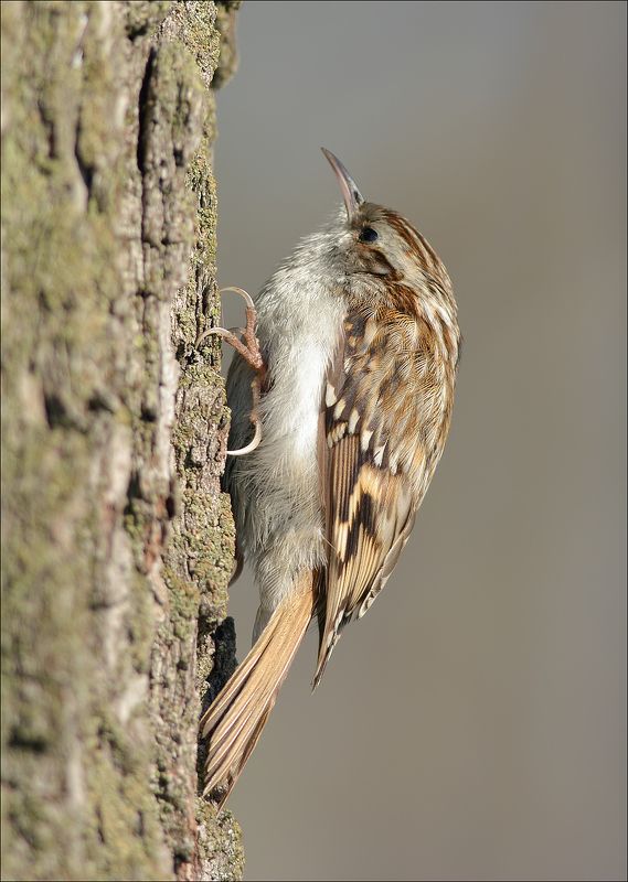 пищуха Пищухаphoto preview