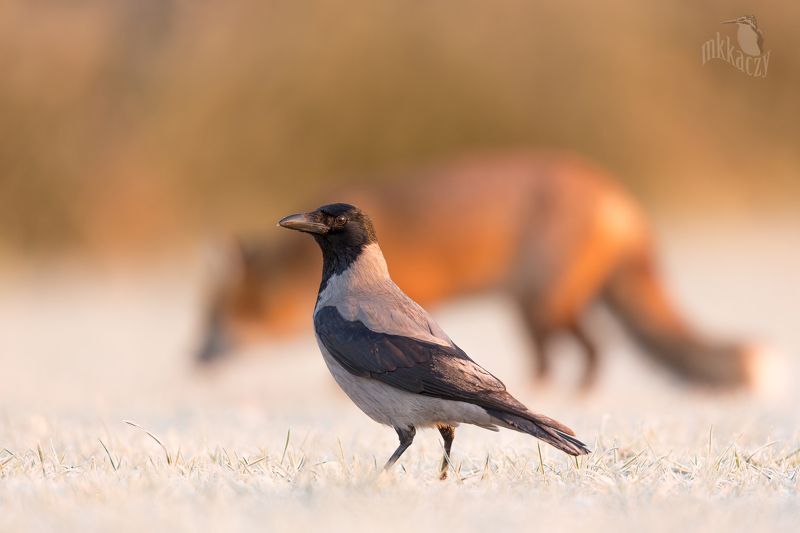 Lis i wronaphoto preview