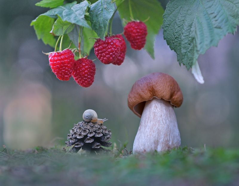 боровик, закат, природа, улитка *** фото превью