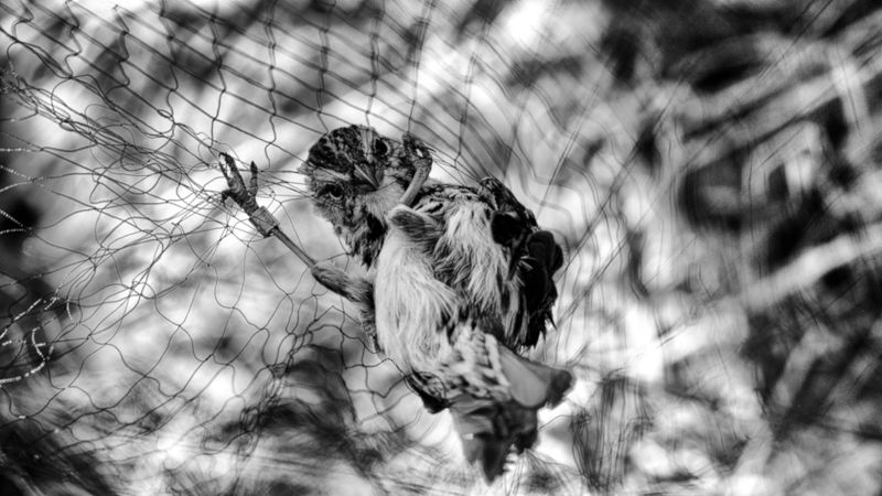 bird, nature The trapphoto preview